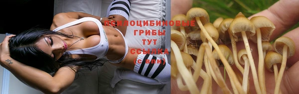 PSILOCYBIN Абинск